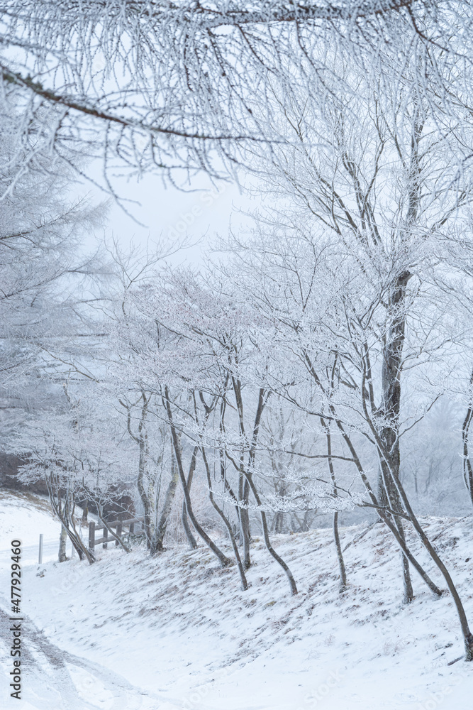 雪に覆われた森 雪に覆われた森