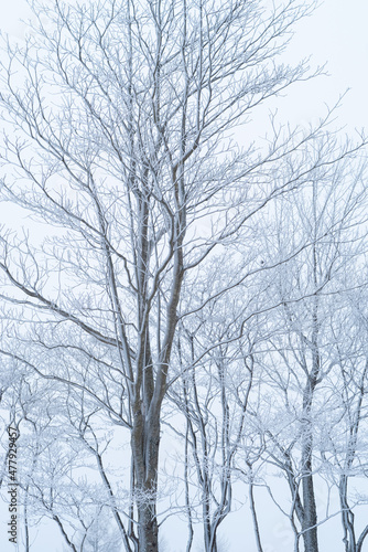 雪に覆われた森 © rai
