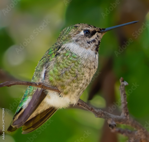 Guardian of the hummingbird feeder
