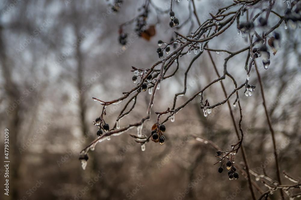 Frozen drops of water on the branches of a tree. Early frosts. Tree branches icing Frozen drops of water on the branches of a tree. Early frosts. Tree branches icing