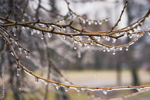 Frozen drops of water on the branches of a tree. Early frosts. T