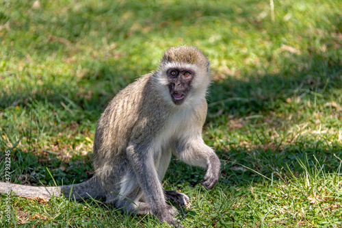 Gray monkey sits on the grass close-up. The face expresses surprise, the mouth is open