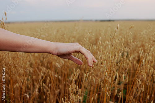female hand outdoors countryside wheat crop farm unaltered