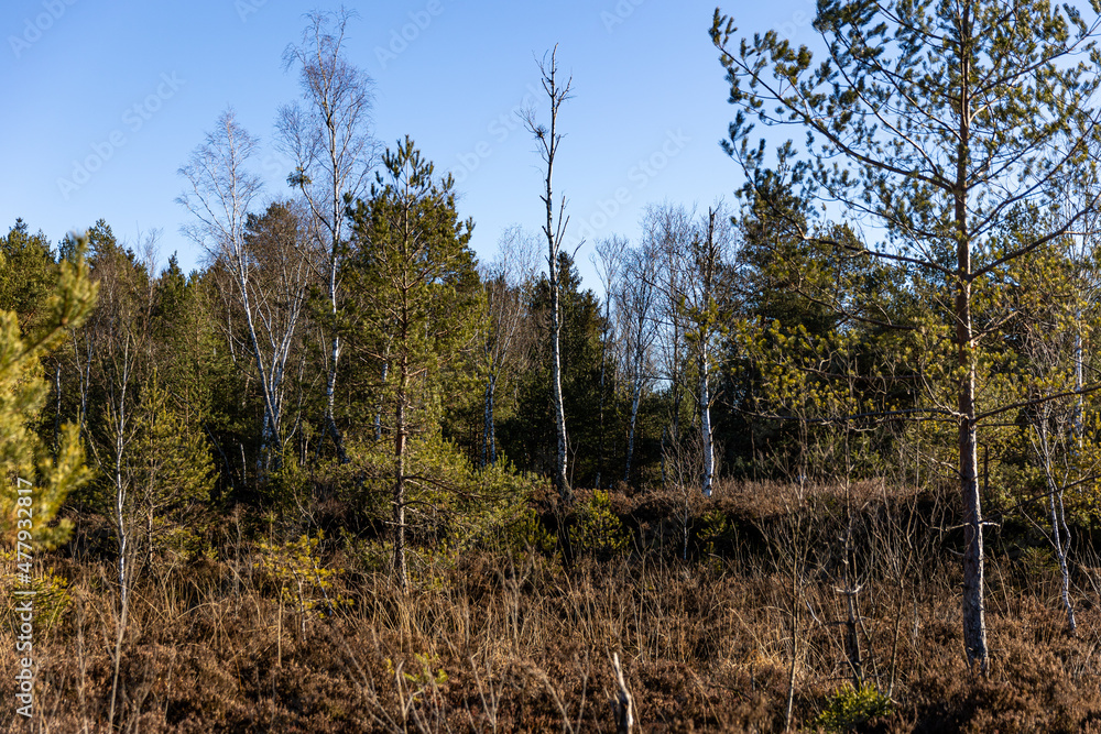 Nicklheimer Filze bei Raubling im Chiemgau, Bayern. Impressionen der renaturierten Moorlandlandschaft in Oberbayern. Nicklheimer Filze bei Raubling im Chiemgau, Bayern. Impressionen der renaturierten Moorlandlandschaft in Oberbayern.