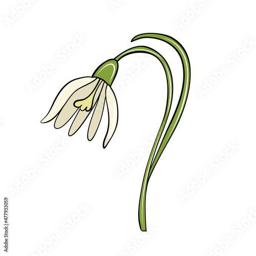 first white spring snowdrop flower hand drawn in cartoon style for card design