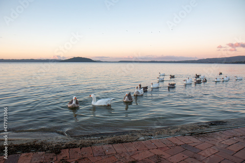 Geese on Lake Rotorua at sunset