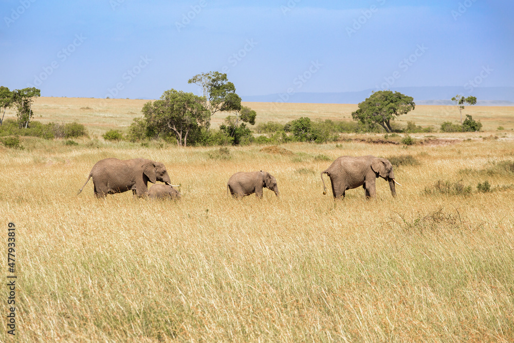 Group with Elephants on the grass savanna in Maasai Mara Game Reserve