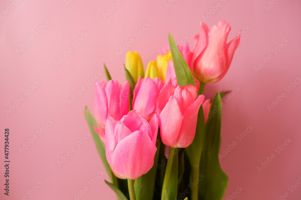 Colorful tulip flowers on pink background. Mother's day, Valentine, women's day and spring time concept floral background. Colorful tulip flowers on pink background. Mother's day, Valentine, women's day and spring time concept floral background.
