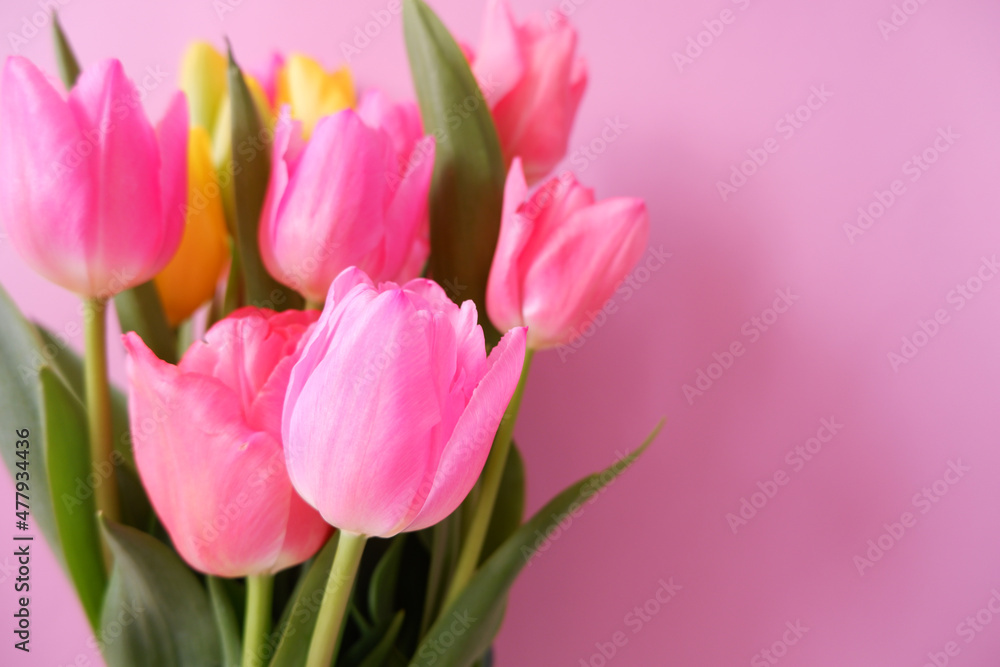 Colorful tulip flowers on pink background. Mother's day, Valentine, women's day and spring time concept floral background. 