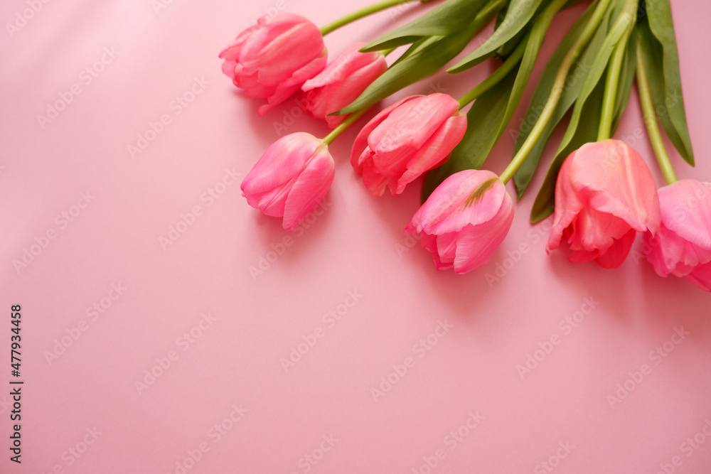 pink tulip flower composition on pink background. Valentine, Mother's day, Women's day and spring time concept flower background. pink lovely tulips wallpaper.