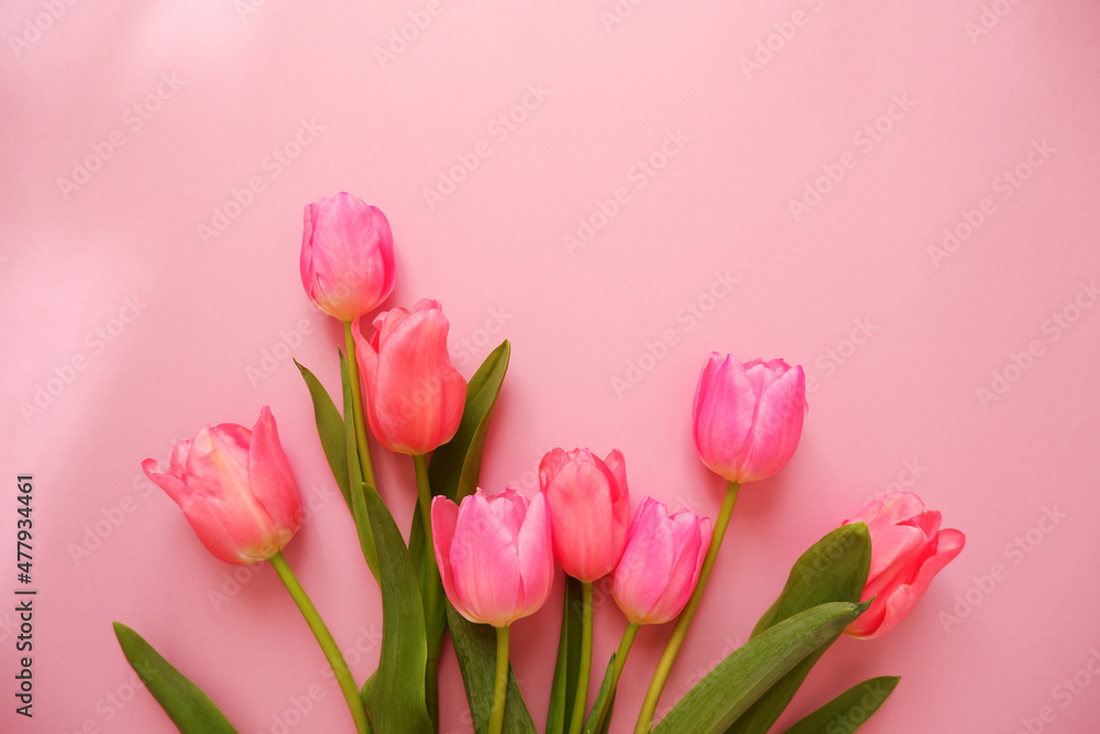 pink tulip flower composition on pink background. Valentine, Mother's day, Women's day and spring time concept flower background. pink lovely tulips wallpaper. pink tulip flower composition on pink background. Valentine, Mother's day, Women's day and spring time concept flower background. pink lovely tulips wallpaper.
