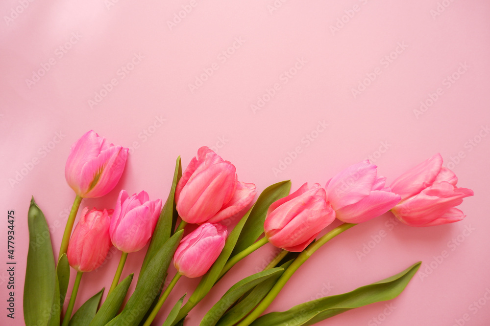 Naklejka premium pink tulip flower composition on pink background. Valentine, Mother's day, Women's day and spring time concept flower background. pink lovely tulips wallpaper.