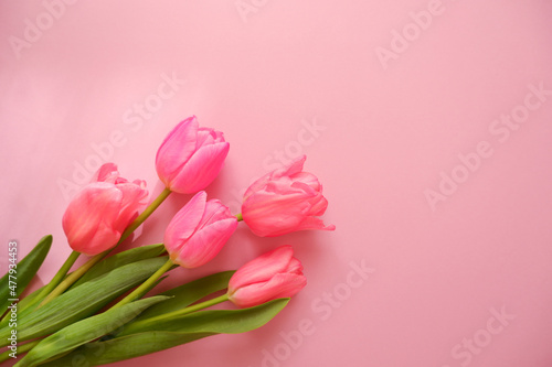 pink tulip flower composition on pink background. Valentine, Mother's day, Women's day and spring time concept flower background. pink lovely tulips wallpaper.