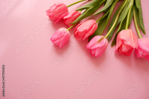 pink tulip flower composition on pink background. Valentine  Mother s day  Women s day and spring time concept flower background. pink lovely tulips wallpaper.