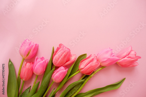 Fototapeta Naklejka Na Ścianę i Meble -  pink tulip flower composition on pink background. Valentine, Mother's day, Women's day and spring time concept flower background. pink lovely tulips wallpaper.