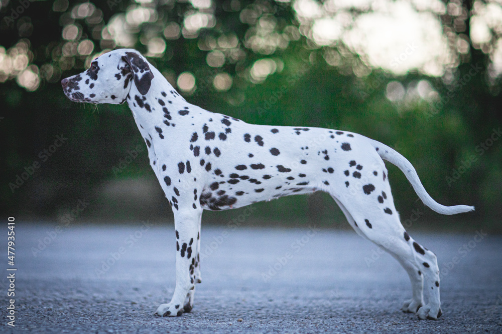 Dalmatian dog breed