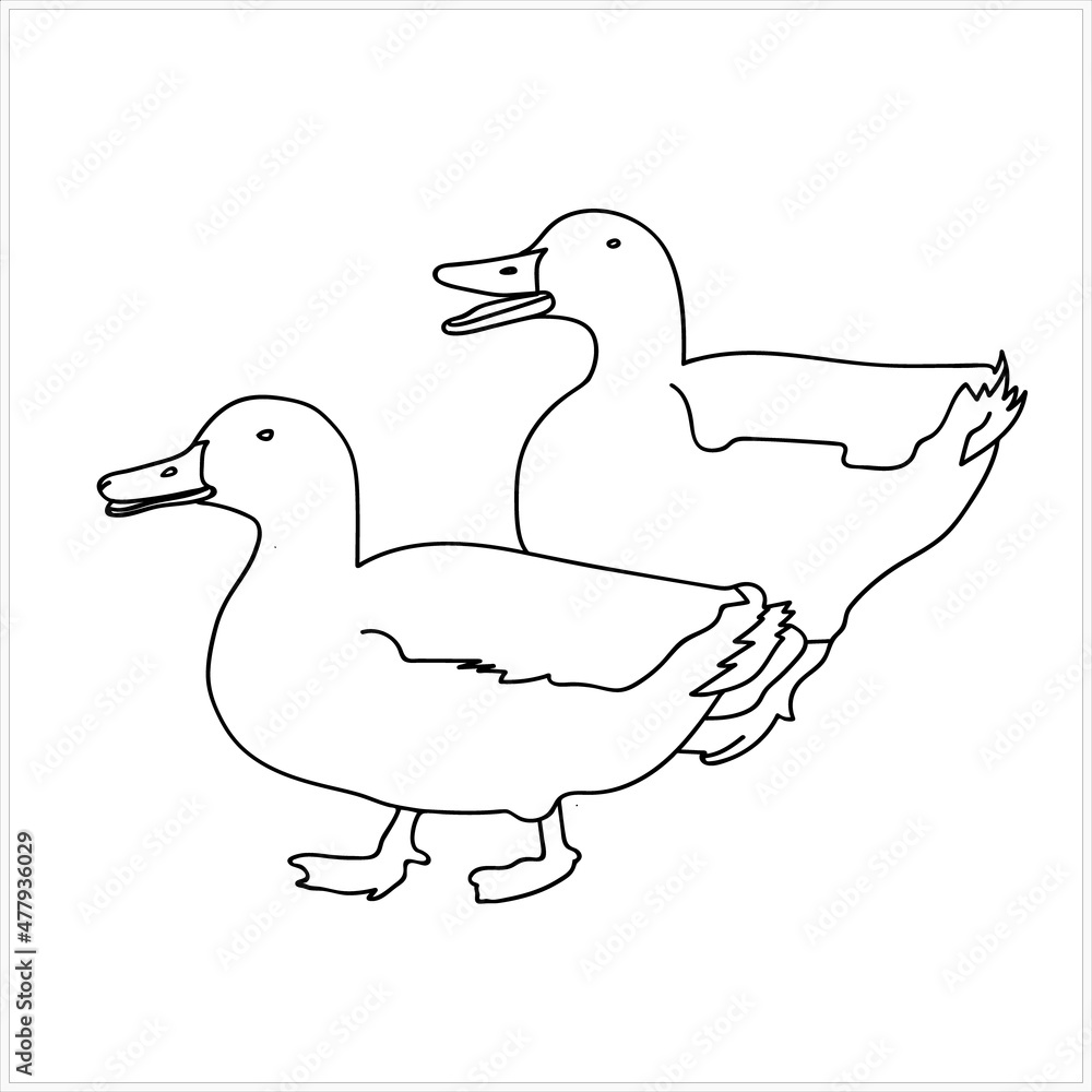 Obraz premium Wild Birds Ducks Image White Colored Background