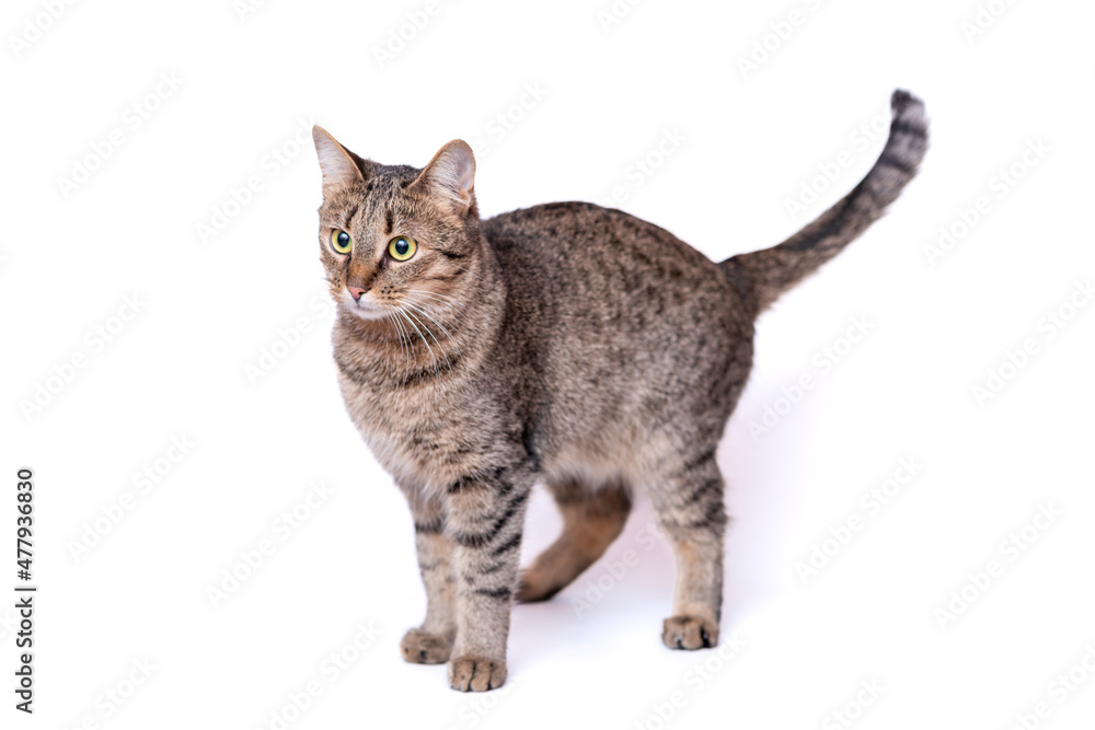 Gray cat on a neutral white background..
