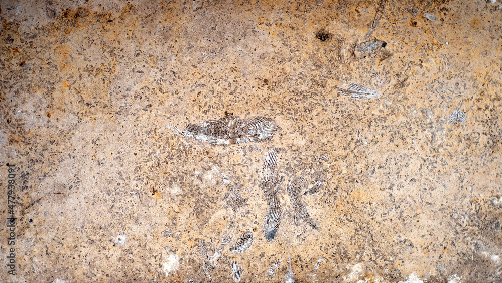Textured background of the fossil. Ammonite. Huge fossilized shells of ancient mollusk Textured background of the fossil. Ammonite. Huge fossilized shells of ancient mollusk