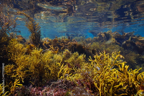 Brown algae in the ocean underwater seascape in shallow water  Eastern Atlantic  Spain  Galicia