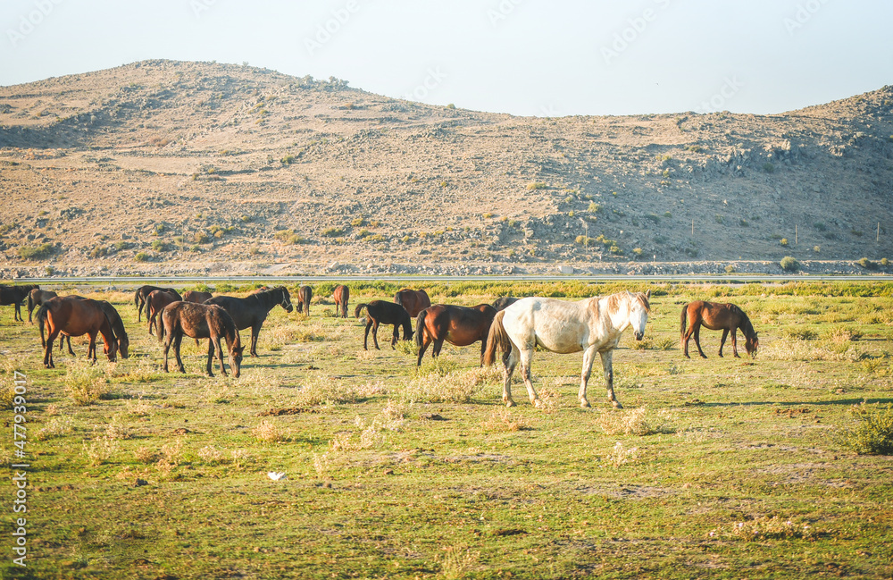 Aerial top panning view wild horse on green field stand calm in city suburbs with copy space sky background Aerial top panning view wild horse on green field stand calm in city suburbs with copy space sky background