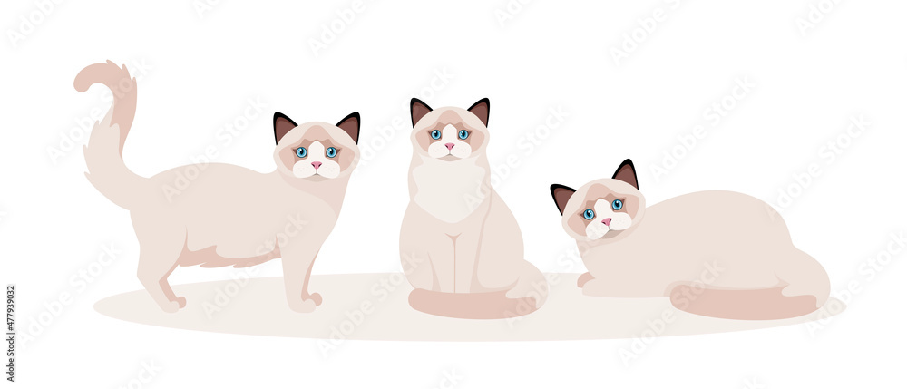 A set of ragdoll cats on a white background. Cartoon design.
