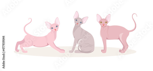 Set of sphinx cats on a white background. Cartoon design.
