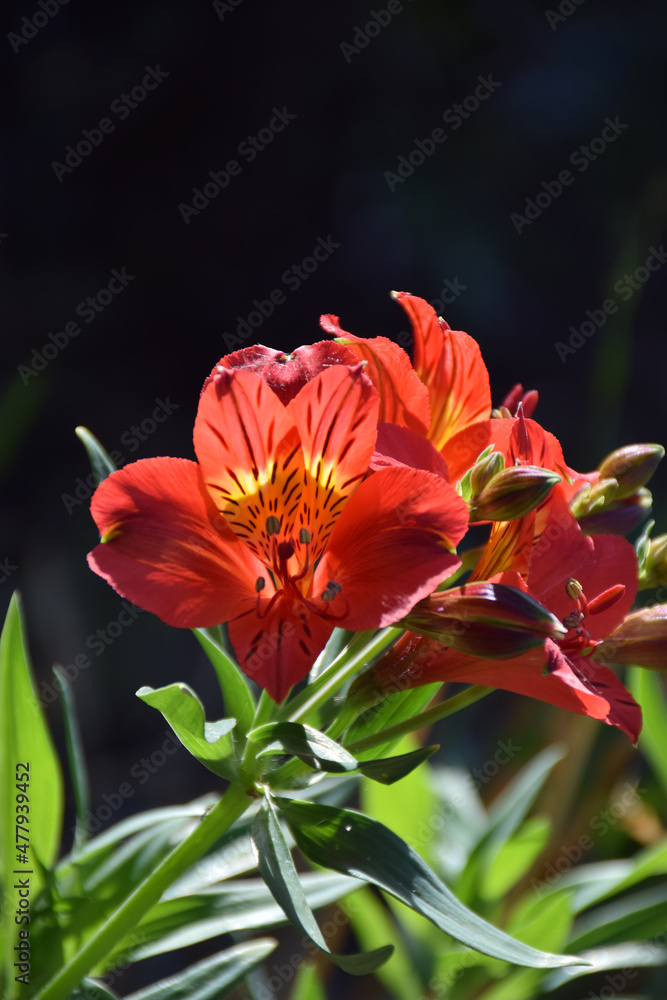 Stunning bright red flowers in the summertime