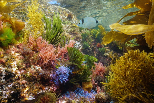 Canvas Print Underwater various colorful algae with a fish in the ocean in shallow water, Eas