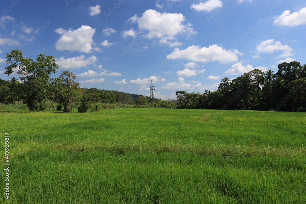 blue sky background with green nature blue sky background with green nature