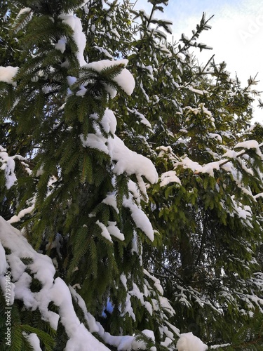 the green branches of a coniferous tree in winter are covered with white snow in the winter forest