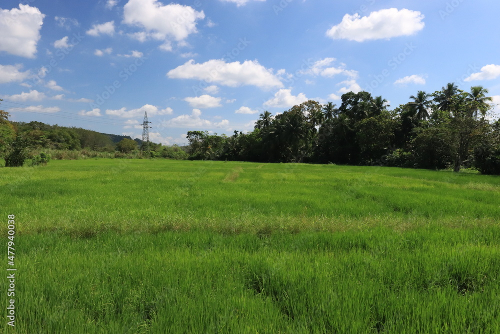 blue sky background with green nature blue sky background with green nature