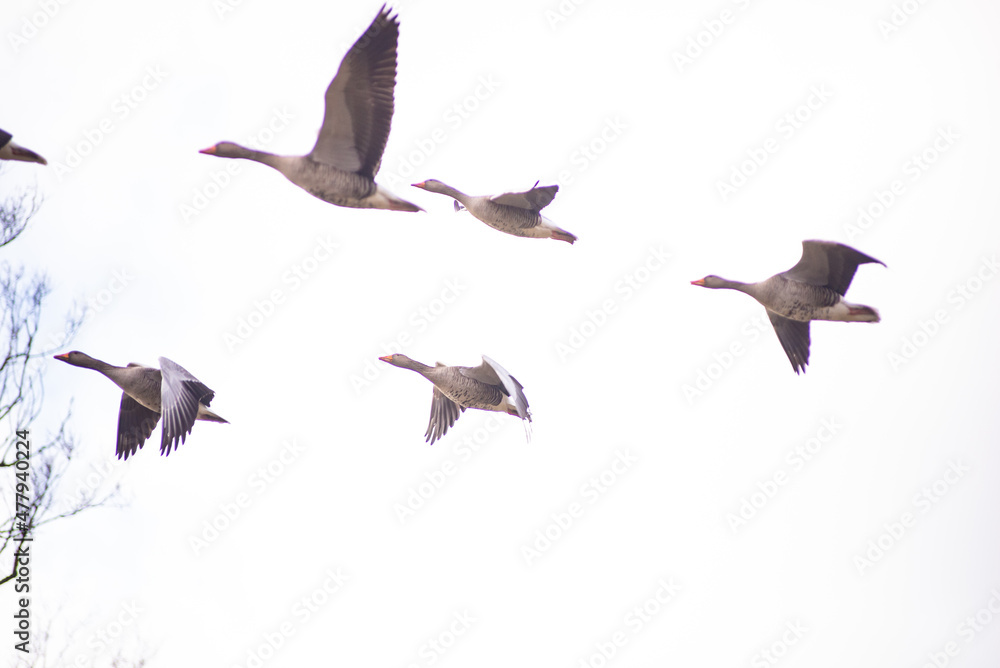 Fotografie, Obraz Group of geese in flight