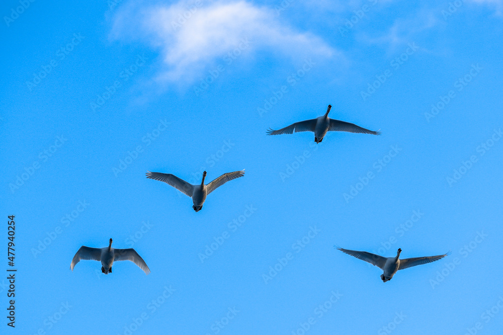 Four swans are flying high in the sky 