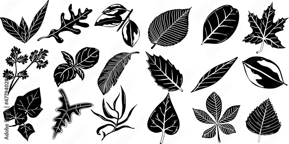 Set of leaves herb spice. Hand drawn decorative elements. Vector illustration. silhouette style. Set of leaves herb spice. Hand drawn decorative elements. Vector illustration. silhouette style.