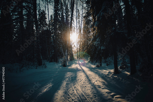 snowy forest © Вячеслав Целярицкий