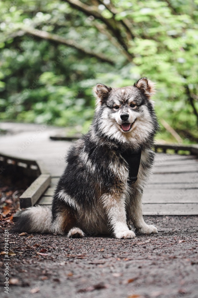 Portrait of a young Finnish Lapphund dog Portrait of a young Finnish Lapphund dog