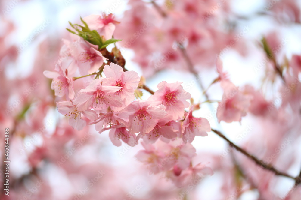 Beautiful cherry blossom sakura in spring time over blue sky. Beautiful cherry blossom sakura in spring time over blue sky.