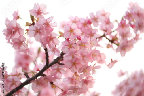 Beautiful cherry blossom sakura in spring time over blue sky.