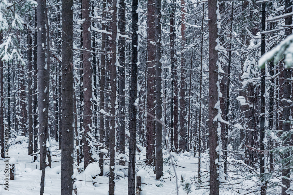 Fototapeta premium Winter forest