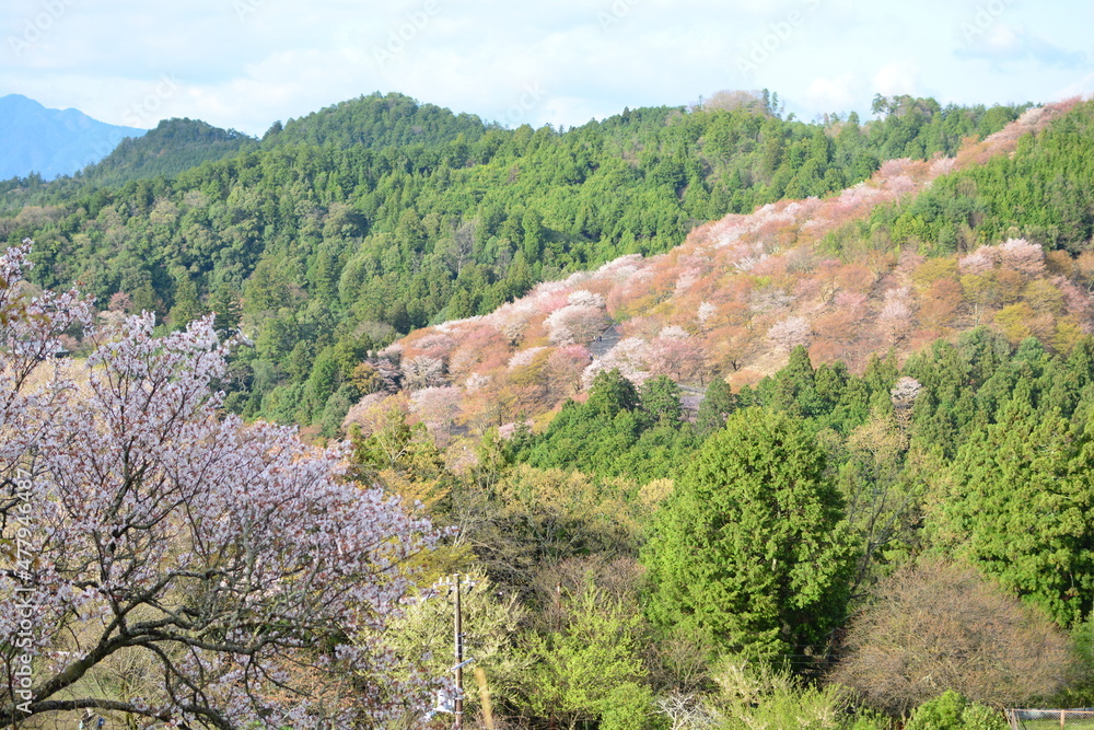 奈良県吉野の千本桜