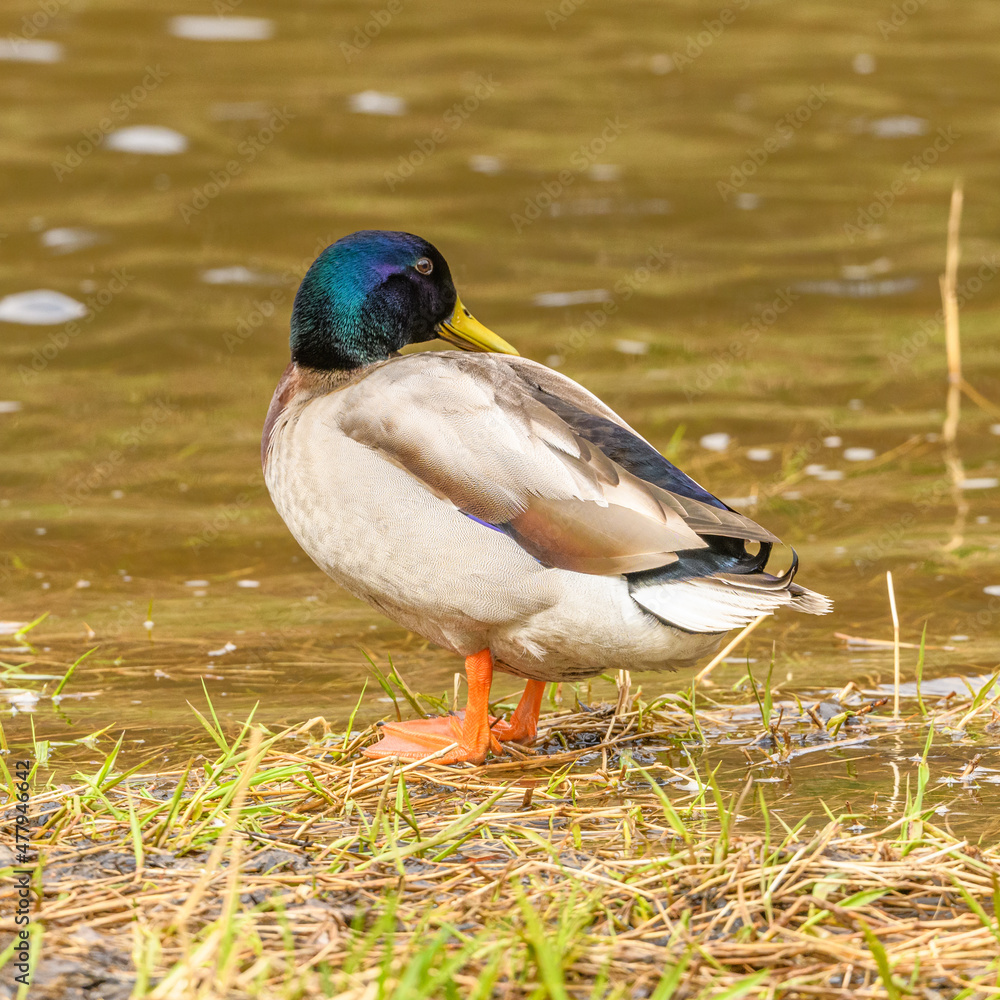 wild duck (anas platyrhynchos) male standing at water wild duck (anas platyrhynchos) male standing at water