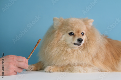 Fotografía Cute Pomeranian Spitz dog, little beautiful puppy do not want to eat, do not want dog treat