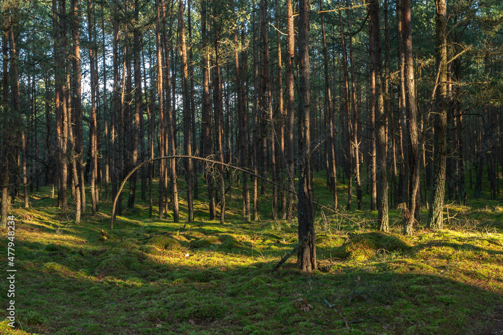 Pine forest with a moss carpet Pine forest with a moss carpet