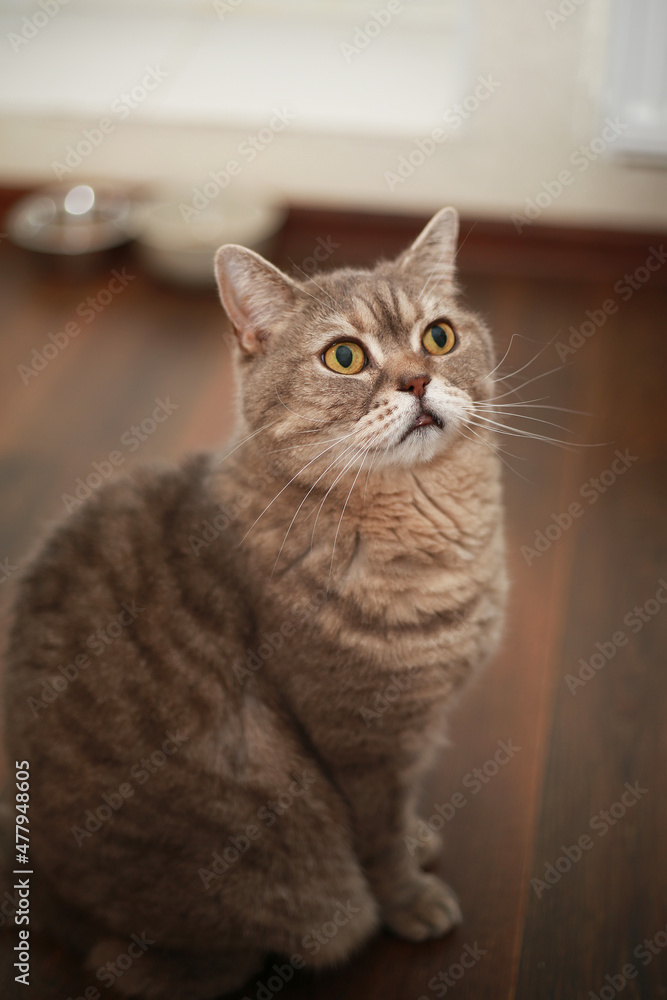 portrait of lovely british cat in the kitchen. Warm and cozy colors. The cat asks for food.