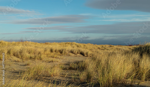 Grasses on the dunes in   wibno 