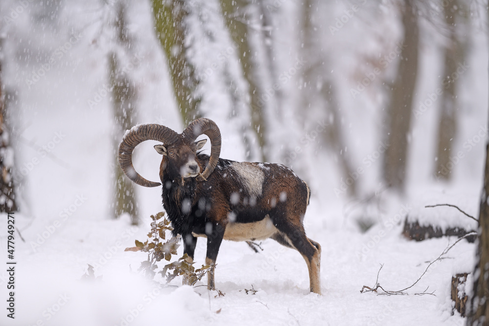Mouflon ram in winter snowing forest Mouflon ram in winter snowing forest