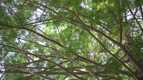 Hinoki cypress forest in the mountain photo