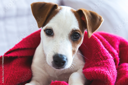 Fototapeta Naklejka Na Ścianę i Meble -  Cute Jack Russell Terrier