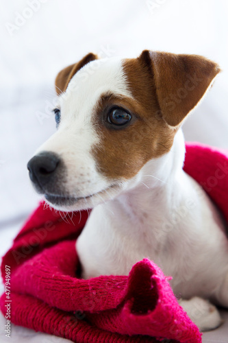 Cute Jack Russell Terrier © Feel The Images